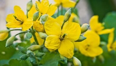 Celandine για τη θεραπεία των μανιταριών